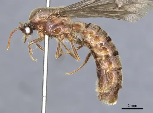 Neivamyrmex punctaticeps specimen CASENT0903743 image casent0903743_3