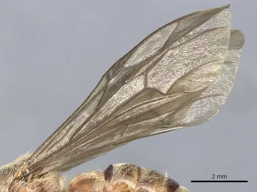 Neivamyrmex punctaticeps specimen CASENT0903743 image casent0903743_4