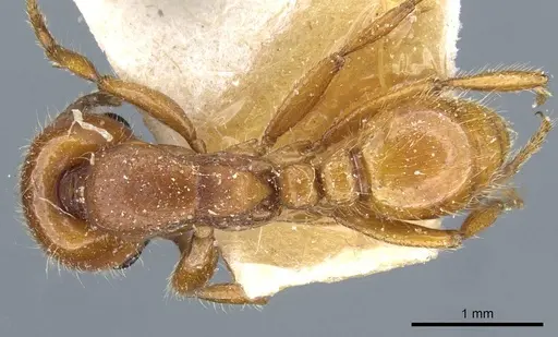 Neivamyrmex punctaticeps specimen CASENT0905959 image casent0905959_1