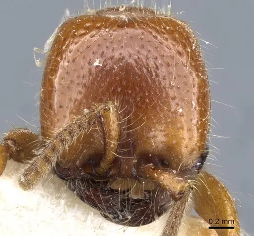 Neivamyrmex punctaticeps specimen CASENT0905959 image casent0905959_2