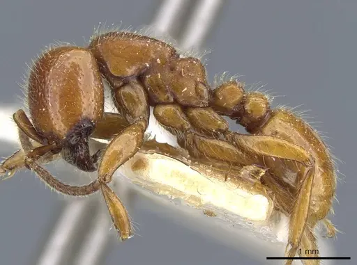 Neivamyrmex punctaticeps specimen CASENT0905959 image casent0905959_3