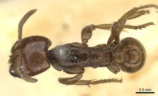 Neivamyrmex punctaticeps specimen CASENT0905960 image casent0905960_1