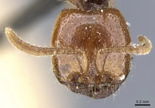 Neivamyrmex punctaticeps specimen CASENT0905960 image casent0905960_2