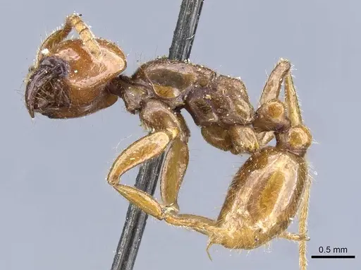 Neivamyrmex punctaticeps specimen CASENT0905960 image casent0905960_3