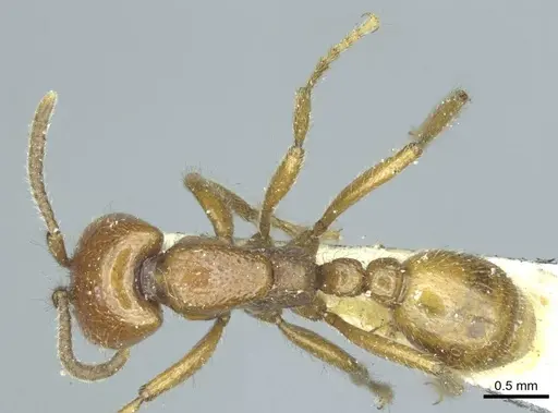 Neivamyrmex punctaticeps specimen CASENT0915862 image casent0915862_1