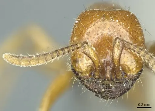 Neivamyrmex punctaticeps specimen CASENT0915862 image casent0915862_2