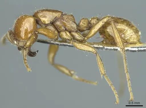 Neivamyrmex punctaticeps specimen CASENT0915862 image casent0915862_3