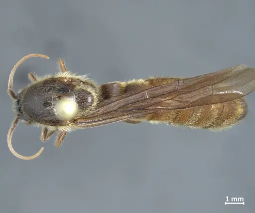 Neivamyrmex punctaticeps specimen DZUP549828 image dzup549828_1