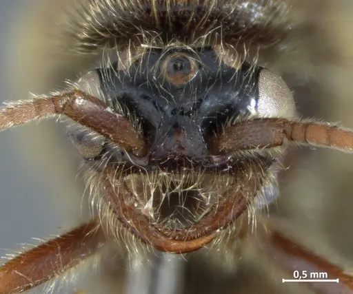 Neivamyrmex punctaticeps specimen DZUP549828 image dzup549828_2