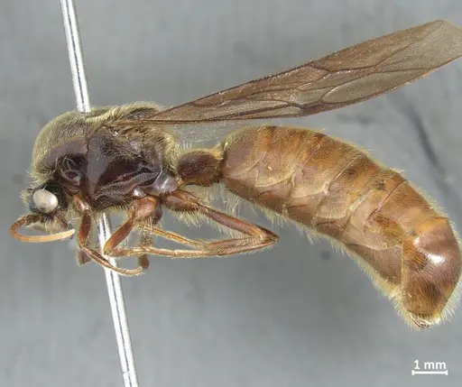 Neivamyrmex punctaticeps specimen DZUP549828 image dzup549828_3