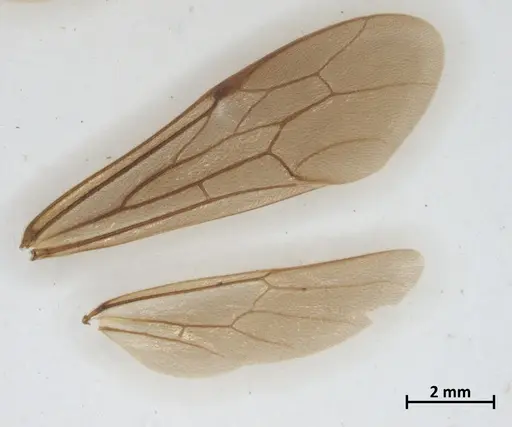 Neivamyrmex punctaticeps specimen DZUP549828 image dzup549828_4