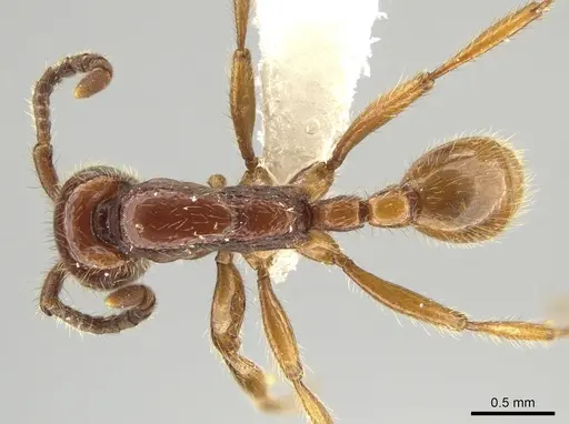 Neivamyrmex radoszkowskii specimen CASENT0609876 image casent0609876_1