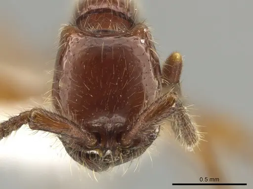 Neivamyrmex radoszkowskii specimen CASENT0609876 image casent0609876_2