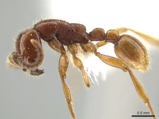 Neivamyrmex radoszkowskii specimen CASENT0609876 image casent0609876_3
