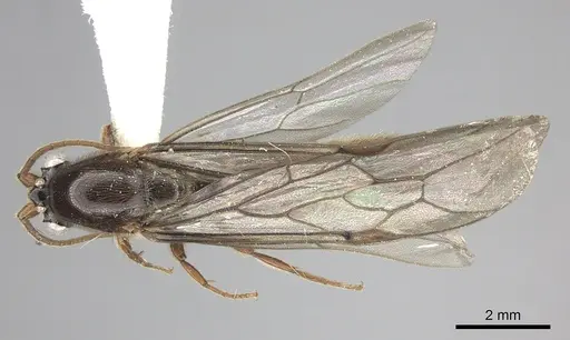 Neivamyrmex radoszkowskii specimen CASENT0611026 image casent0611026_1