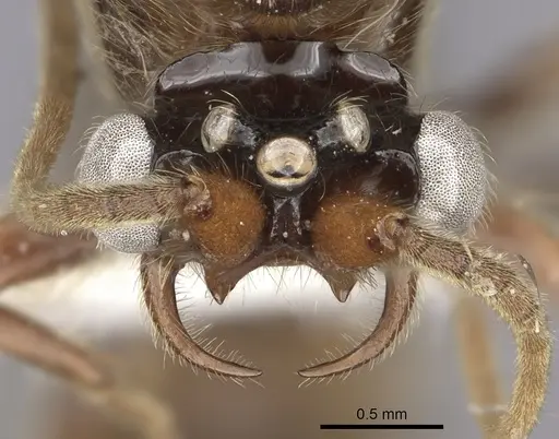 Neivamyrmex radoszkowskii specimen CASENT0611026 image casent0611026_2