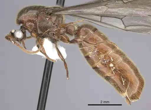 Neivamyrmex radoszkowskii specimen CASENT0611026 image casent0611026_3