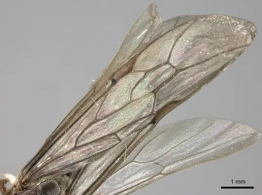 Neivamyrmex radoszkowskii specimen CASENT0611026 image casent0611026_4