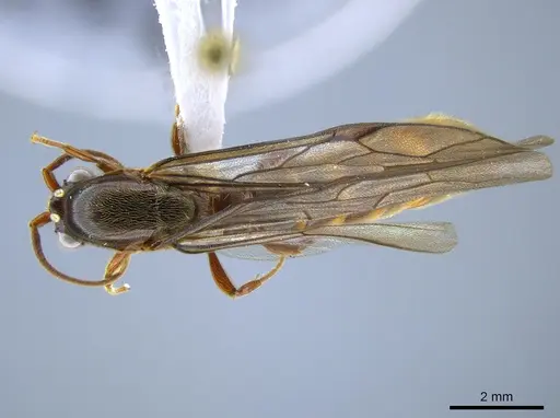 Neivamyrmex radoszkowskii specimen CASENT0650534 image casent0650534_1