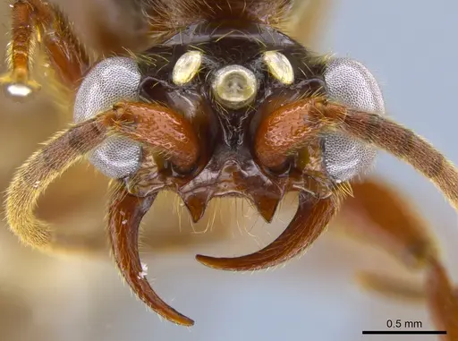 Neivamyrmex radoszkowskii specimen CASENT0650534 image casent0650534_2