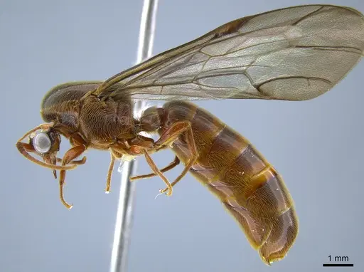 Neivamyrmex radoszkowskii specimen CASENT0650534 image casent0650534_3
