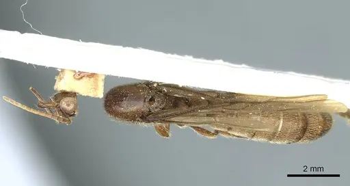 Neivamyrmex radoszkowskii specimen CASENT0915863 image casent0915863_1