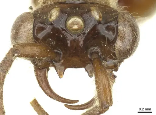 Neivamyrmex radoszkowskii specimen CASENT0915863 image casent0915863_2