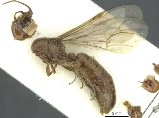Neivamyrmex radoszkowskii specimen CASENT0915863 image casent0915863_3