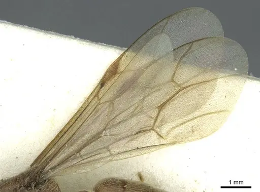 Neivamyrmex radoszkowskii specimen CASENT0915863 image casent0915863_4