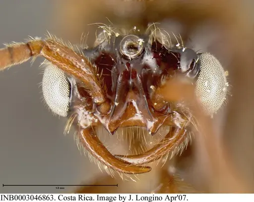 Neivamyrmex radoszkowskii specimen INB0003046863 image inb0003046863_1