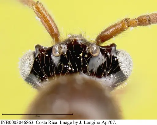 Neivamyrmex radoszkowskii specimen INB0003046863 image inb0003046863_2