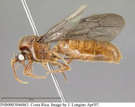 Neivamyrmex radoszkowskii specimen INB0003046863 image inb0003046863_3