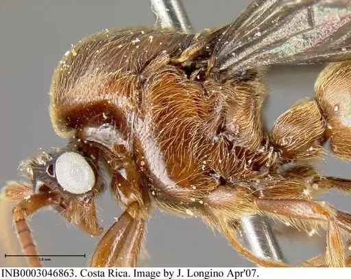 Neivamyrmex radoszkowskii specimen INB0003046863 image inb0003046863_4