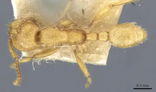 Neivamyrmex raptor specimen CASENT0905978 image casent0905978_1