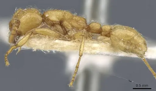 Neivamyrmex raptor specimen CASENT0905978 image casent0905978_3