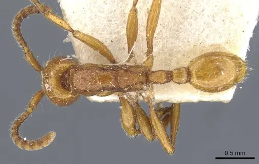 Neivamyrmex raptor specimen CASENT0905979 image casent0905979_1
