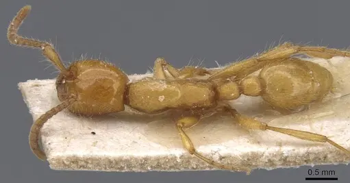Neivamyrmex raptor specimen CASENT0911405 image casent0911405_1