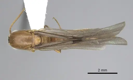 Neivamyrmex romandii specimen CASENT0249504 image casent0249504_1
