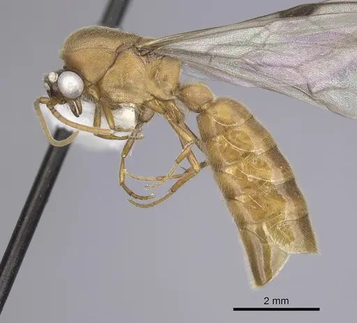 Neivamyrmex romandii specimen CASENT0249504 image casent0249504_3