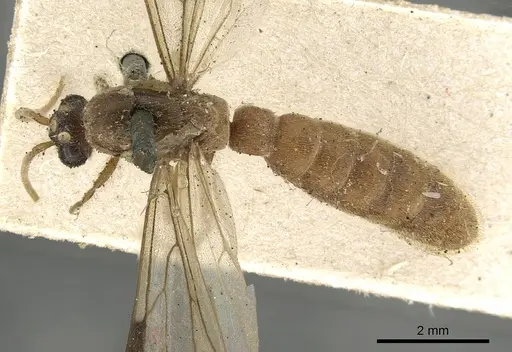 Neivamyrmex romandii specimen CASENT0901946 image casent0901946_1