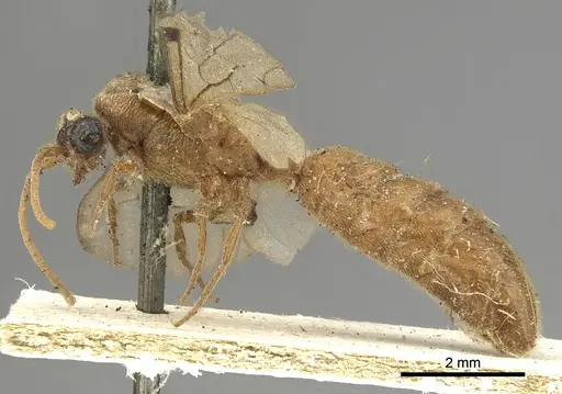 Neivamyrmex romandii specimen CASENT0901946 image casent0901946_3