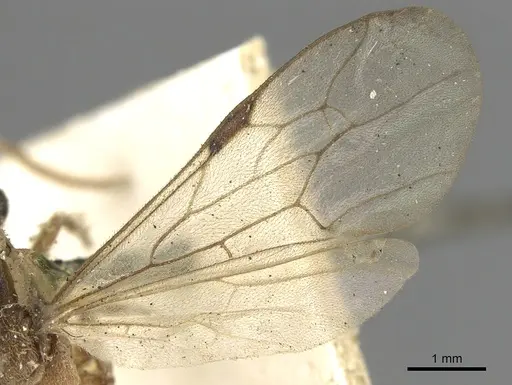Neivamyrmex romandii specimen CASENT0901946 image casent0901946_4