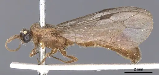 Neivamyrmex romandii specimen CASENT0902652 image casent0902652_3