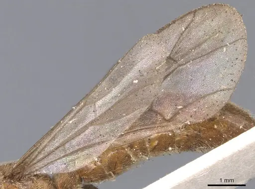 Neivamyrmex romandii specimen CASENT0902652 image casent0902652_4