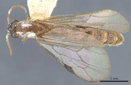 Neivamyrmex romandii specimen CASENT0905968 image casent0905968_1