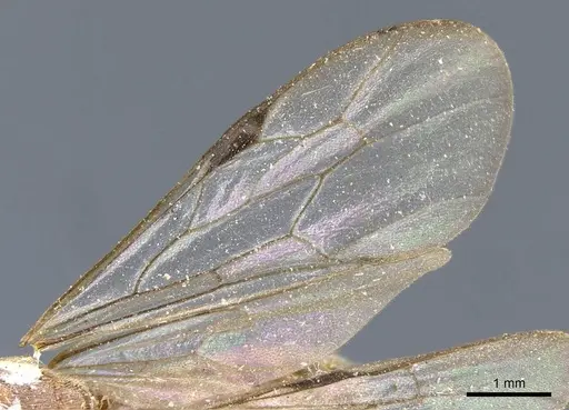 Neivamyrmex romandii specimen CASENT0905968 image casent0905968_4