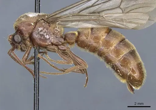 Neivamyrmex rosenbergi specimen CASENT0905973 image casent0905973_3