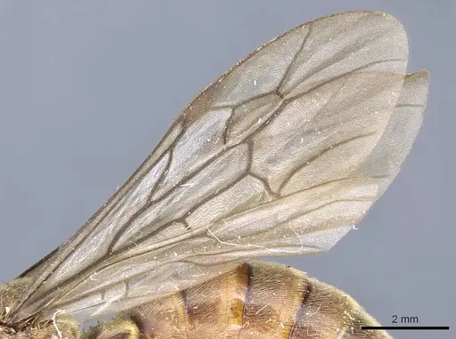 Neivamyrmex rosenbergi specimen CASENT0905973 image casent0905973_4