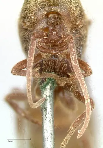 Neivamyrmex rosenbergi specimen FOCOL0592 image focol0592_2
