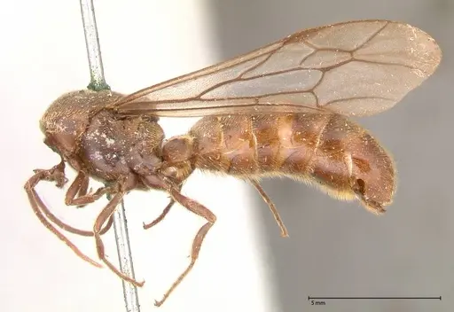 Neivamyrmex rosenbergi specimen FOCOL0592 image focol0592_3